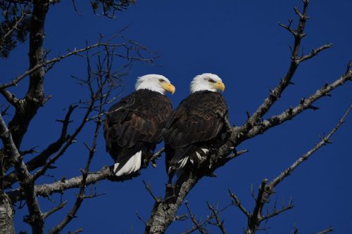 Eaglets